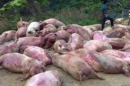 Lợn chết, lợn bệnh thành thịt quay, Bộ Nông nghiệp phải lên tiếng cảnh báo