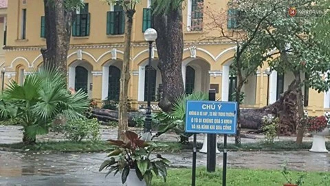 Lo ngại cây xanh lâu năm hỏng rễ gãy, đổ gây họa mùa mưa 