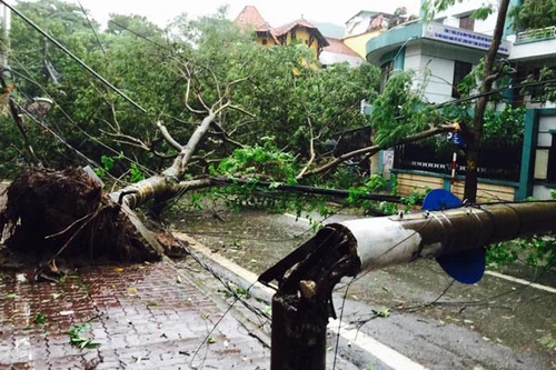 Bão Mirinae đổ bộ đất liền: Thái Bình, Nam Định, Hà Nam mất điện hoàn toàn