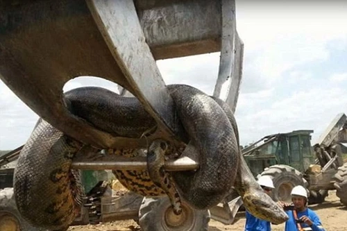 Phát hiện con trăn nặng 400kg ở công trường