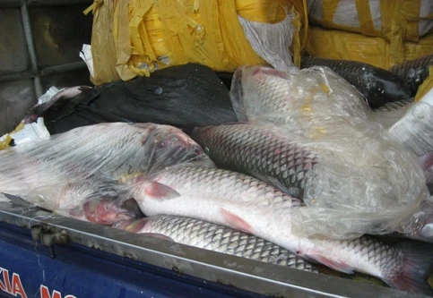 Lạ lùng cá trắm "Hải Dương" đóng bao bì Trung Quốc