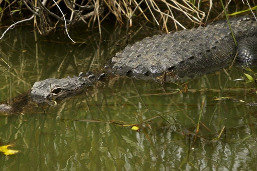 Mỹ: Bắt được cá sấu nghi ăn thịt người trong bão Ida 