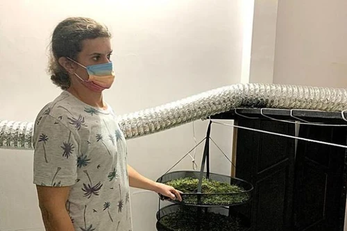 [Tin nhanh sáng 26-12-2021] Người nước ngoài bị bắt vì trồng cần sa trong nhà thuê