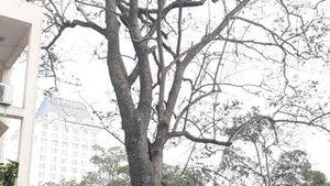 [Tin nhanh sáng 7-2-2021] Vào Sở Kế hoạch và Đầu tư để trộm cây sưa 55 tỷ đồng