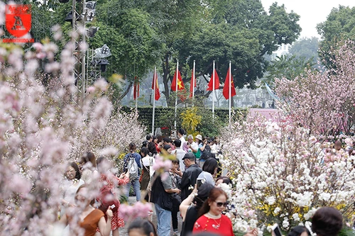 Hàng nghìn người đến lễ hội hoa anh đào vào dịp cuối tuần