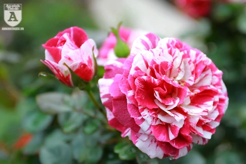 Hàng nghìn bông hoa hồng Bulgaria khoe sắc ở Công viên nước Hồ Tây