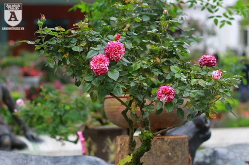 Ngắm hoa hồng bonsai trị giá cả trăm triệu đồng khoe sắc