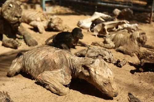 Rùng rợn vườn thú ma ở Dải Gaza