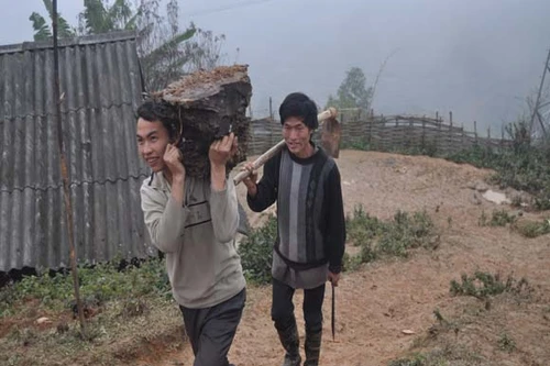 Săn "kỳ mộc" giữa đại ngàn Sa Pa