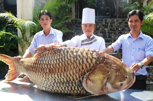 Cá hô "khủng" nặng hơn 100kg "cập bến" TP.HCM