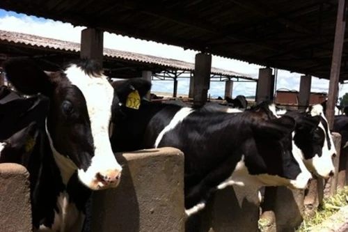 Xây dựng vùng chăn nuôi bò sữa bền vững tại Hà Nam
