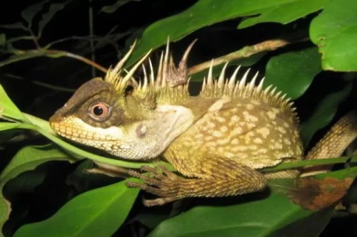 Phát hiện loài thằn lằn giống hệt rồng 