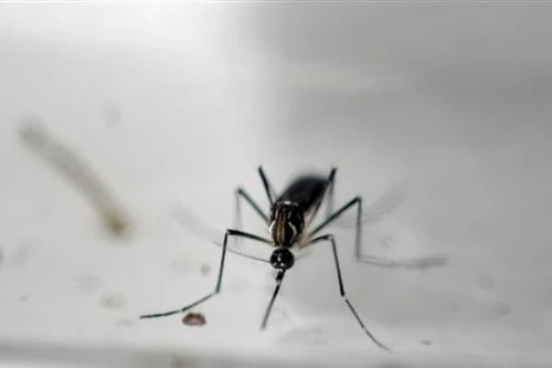 33 quân nhân Mỹ nhiễm virus Zika ở nước ngoài