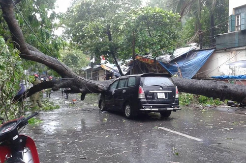 Bão số 1 vào đất liền, nhiều cây gãy đổ đè vào ô tô, xe máy