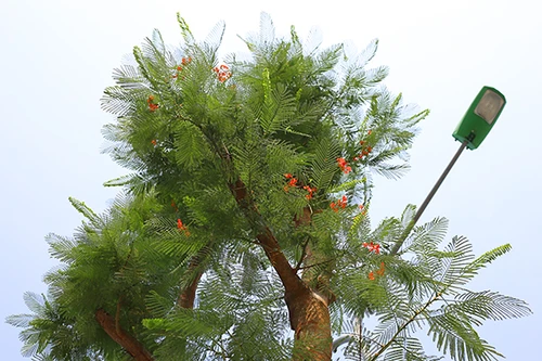 Kỳ lạ phượng vỹ Hà Nội nở hoa trái mùa