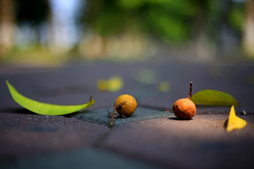 Ngỡ ngàng sắc thu Hà Nội 