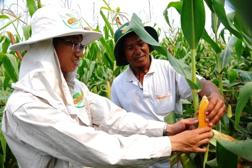 Nông nghiệp cam kết giảm 50% phát thải khí nhà kính