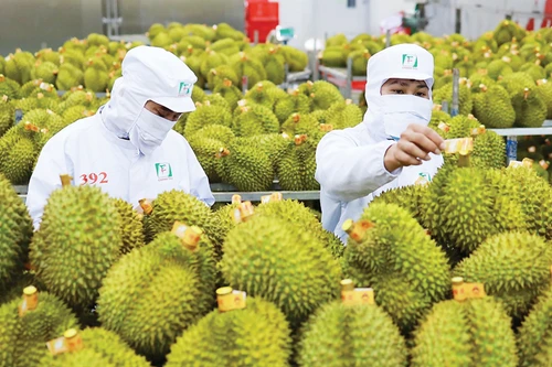 Hải quan chỉ đạo ưu tiên thông quan ngay sầu riêng, nông lâm thủy sản