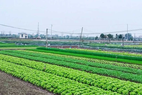 Giảm 30% tiền thuê đất năm 2025