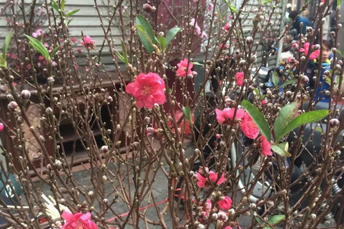 Xuân về sớm trên phố cổ Hà Nội