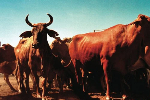 Australia không bán khu đất nhạy cảm cho nhà đầu tư nước ngoài