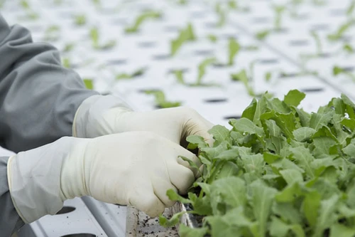 Doanh nghiệp là cầu nối nông dân với thị trường