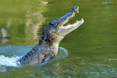 Chọc tay vào mắt cá sấu, người đàn ông thoát chết thần kỳ