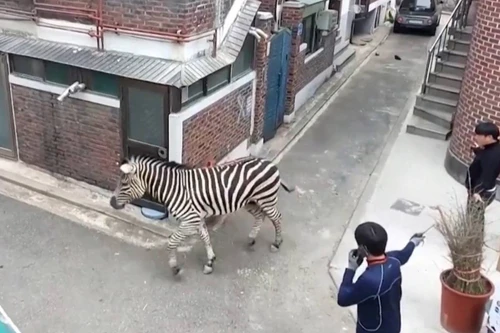 Ngựa vằn trốn khỏi vườn thú ở Seoul, Hàn Quốc