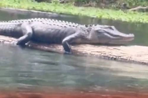 Đang du ngoạn trên sông, cô gái hốt hoảng khi gặp cá sấu