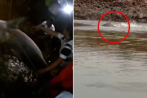 Khoảnh khắc cá mập dài 1,2m lao tới cắn đứt chân người bơi trên sông