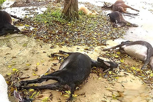 [Tin nhanh sáng 18-5-2022] Đàn dê vào nghĩa trang ăn cỏ rồi bất ngờ cùng lăn ra chết