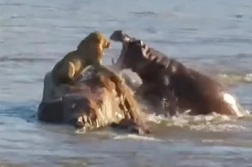 Bị hà mã hung hãn tấn công, sư tử vội vàng tháo chạy