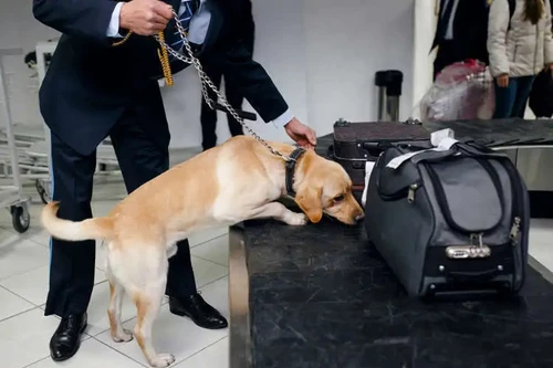 Nhật Bản sử dụng chó đánh hơi tiền mặt bất hợp pháp tại sân bay