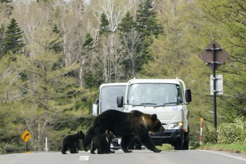 Nhật Bản dành khoản ngân sách cao kỷ lục để kiểm soát gấu