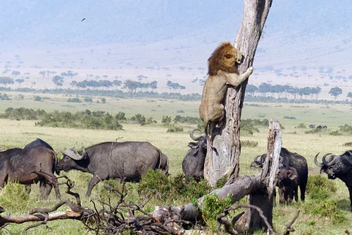 Gặp phải đàn trâu rừng hung hãn, sư tử vội trốn trên cây