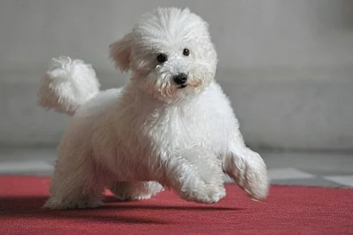 Chó của ông Berlusconi cũng có tài khoản Facebook