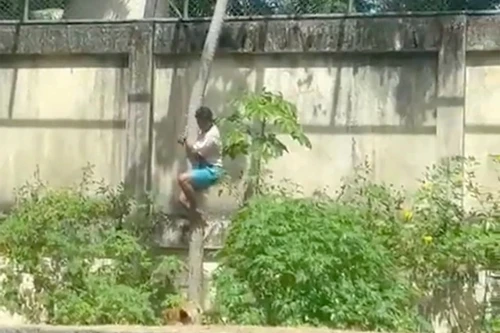 Trèo vào chuồng sư tử, thanh niên 19 tuổi bị giết chết