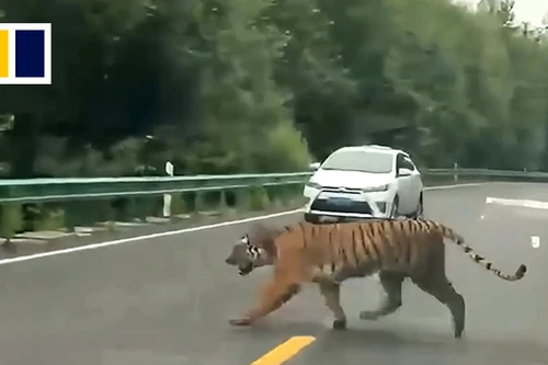 Hổ Amur hoang dã bất ngờ lao ra giữa đường ở Trung Quốc