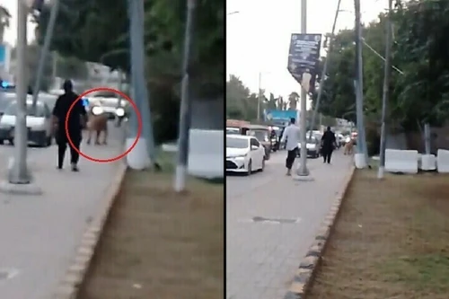 Sư tử sổng chuồng gây náo loạn đường phố Pakistan