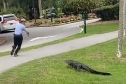 Cá sấu bất ngờ bò lên bờ rượt đuổi người đi câu