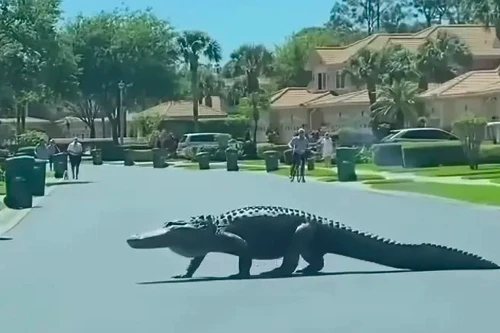 Cá sấu khổng lồ nghênh ngang băng qua đường ở Mỹ