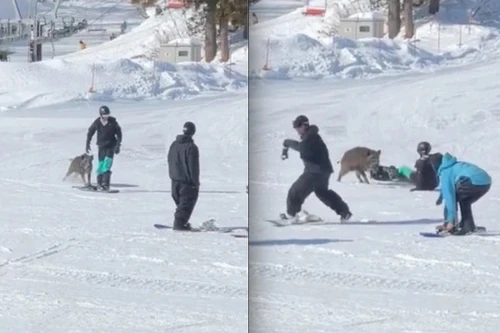Lợn lòi bất ngờ lao ra tấn công người trượt tuyết ở Nhật Bản