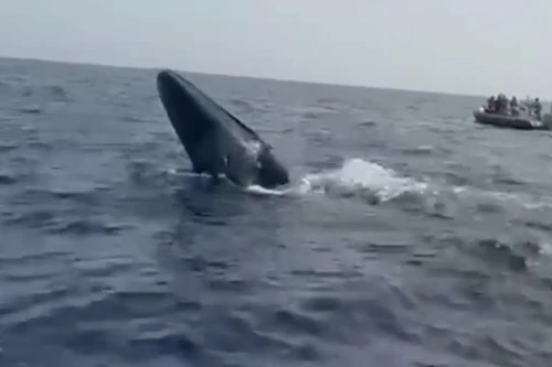 Nhân viên tàu du lịch lặn xuống biển giải cứu cá voi 