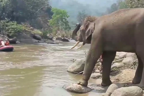 Thú vị khoảnh khắc voi vẫy vòi chào đón du khách ở Thái Lan