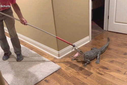 Phát hiện cá sấu đột nhập, chú chó lập tức đánh thức chủ nhà