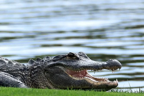 Cảnh sát Mỹ tìm thấy thi thể bé trai trong miệng cá sấu