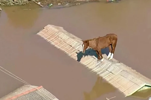 Cận cảnh vụ giải cứu ngựa mắc kẹt trên mái nhà trong lũ lụt ở Brazil