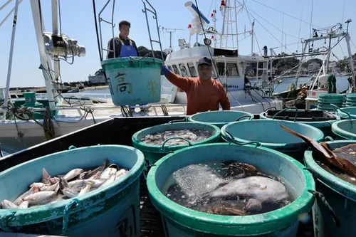 Giá cá Fukushima ra sao sau khi Nhật Bản xả nước đã qua xử lý?