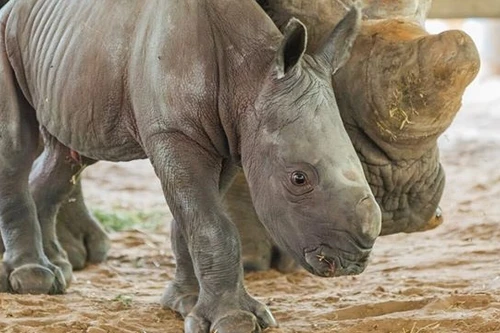 Vườn thú Tokyo lần đầu nhân giống thành công loài tê giác có nguy cơ tuyệt chủng