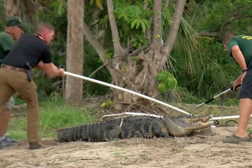 Cá sấu khổng lồ ngoạm đứt cánh tay chàng trai